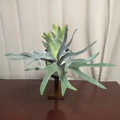 ビカクシダ　ペガサス　Platycerium “ Pegasus ” 子株　板付