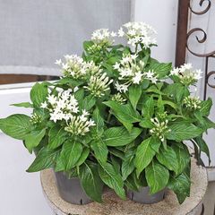 花苗 ペンタス ホワイト 3.5号 白 夏の花 丈夫 暑さに強い 秋までよく咲く