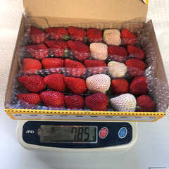 いちご 赤苺白苺食べ比べ    クール便