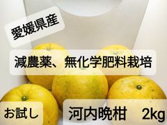 「お試し」愛媛県産、減農薬無化学肥料栽培、河内晩柑　2㎏