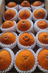 長崎県産 不知火 秀品 15玉