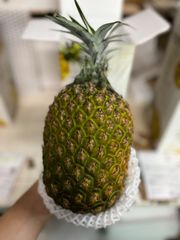 【予約商品】沖縄県産　ゴールドバレル 1.6K以上　1玉　化粧箱入り 5月下旬発送