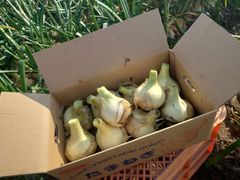 《残りわずか！》納豆菌栽培 淡路島産新玉ねぎ 4.8kg【兵庫県淡路島産】
