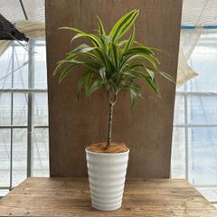 ドラセナ・ワーネッキー・レモンライム 陶器鉢 Dracaena dermensis  “Warneckii” cv.Lemon Lime 現品 観葉植物 観葉 植物 珍しい レア 希少 インテリア プレゼント おしゃれ かわいい グリーン 斑入り 斑