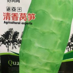 茎レタス 中国香莴笋 種 50粒