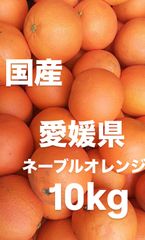 愛媛県産　国産ネーブル　オレンジ　柑橘　10kg