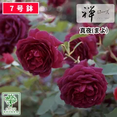 2024年最新】赤薔薇苗の人気アイテム - メルカリ