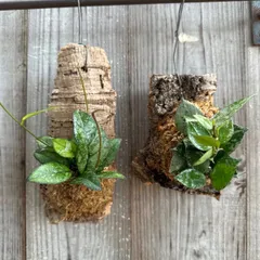 2025年最新】サクララン ホヤの人気アイテム - メルカリ