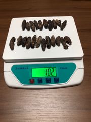 工場直売　関西産　A級品 乾燥赤なまこ  100g20本(計量時100g22本)