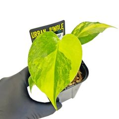 UJ モンステラ ゴールドリーフ 4号 アーバンジャングル