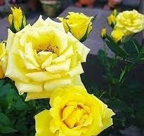 切り花品種★ライズン シャイン★黄色ミニチュアの代表的名花★挿し木苗