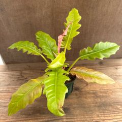 フィロデンドロン　ゴールデンクロコダイル　現品　サトイモ科 フィロデンドロン属　フィロデン  観葉植物 観葉 植物 珍奇植物 珍奇 珍しい インテリア おしゃれ かわいい プレゼント おすすめ