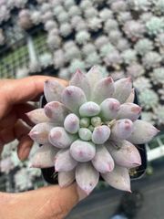 Y*y様 W757×105苗 ビロード 土付き エケベリア 多肉植物 韓国苗 土付き ビロード XP757×105苗 ヤマト発送 多肉植物 詰め合わせ