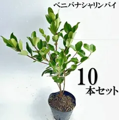 【10本セット】ベニバナシャリンバイ樹高0.4ｍ前後15cmポット