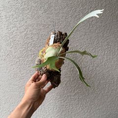 ビカクシダ・ハヌマーン｜Platycerium hanuman 現物株