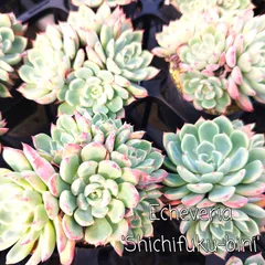 2025年最新】植物の人気アイテム - メルカリ