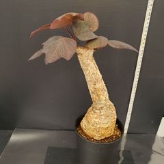 J665【自社養生株】アデニア　スティローサ（現地球・発根株・鉢植え）【塊根植物】