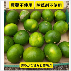 極早生みかん🍊約1.3キロ🍊コンパクトBOX発送♪