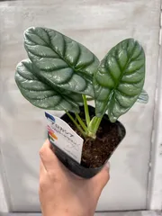 2025年最新】Alocasia dragonの人気アイテム - メルカリ