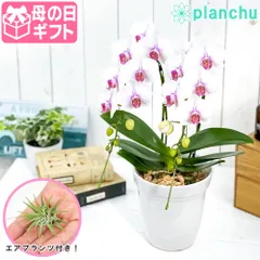 2025年最新】ミディファレノの人気アイテム - メルカリ