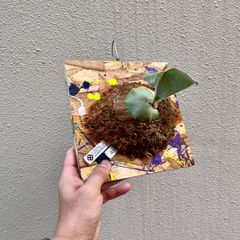 P. hanuman (veitchii wild × willinkii) OCビカクシダ/"PaintBoard" 04