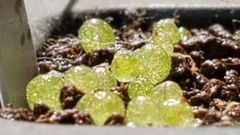 ギムノカリキウム　サグリオニス　&　ゼガラエ　FNつき　25種類セット ギムノカリキウム サグリオニス & ゼガラエ FNつき 25種類セット