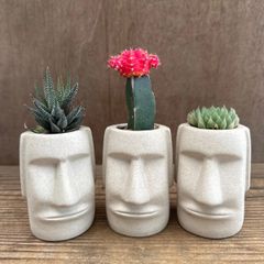 ★モアイ3兄弟！！④ 3種類 ハオルチア松の雪  緋牡丹 ハオルチア不明種 現品 観葉植物 観葉 植物 珍奇植物 珍奇 珍しい レア 希少 多肉植物 多肉 カクタス インテリア プレゼント おもしろい 可愛い