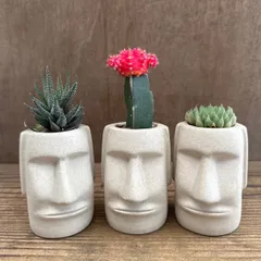 ★モアイ3兄弟！！④ 3種類 ハオルチア松の雪  緋牡丹 ハオルチア不明種 現品 観葉植物 観葉 植物 珍奇植物 珍奇 珍しい レア 希少 多肉植物 多肉 カクタス インテリア プレゼント おもしろい 可愛い