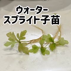 【無農薬・水中葉】ウォータースプライト子苗5株
