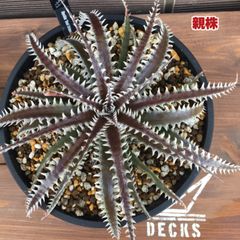Dyckia ‘Red Crimson’ ディッキア レッドクリムゾン