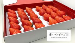 【贈答用】農家直送　人気のイチゴ「やよいひめ」2PK 9粒12粒15粒18粒贈答用　約800g １４日以内に発送♪