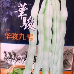 インゲン豆 四季豆 九粒白  種 25粒