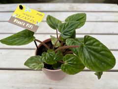ペペロミア・ブエノスアイレス　３号　現品限り　観葉植物　インテリア　グリーン　ミニ　可愛い　小さい　オシャレ