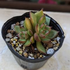 多肉植物エケベリア　ルブラ