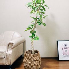 ［現品］☆籠カバー付き☆ フィカスアルテシマ　観葉植物　室内　大型　ゴムノキ　育てやすい　おしゃれ