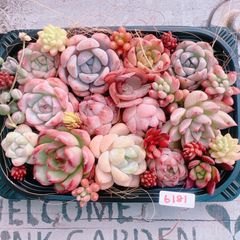 多肉植物 寄せ植えset♡6181