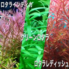 ロタラ水上葉　3種各10本