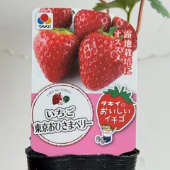 【pugg☆おまとめ購入お値引き致します☆ 】　Mサイズ pugg☆おまとめ購入お値引き致します☆ 】 Mサイズ 2025年最新】まとめ買い