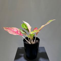 アグラオネマ　レッドドラゴン