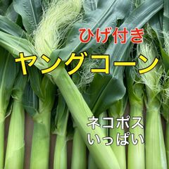 ひげ付き❣️ヤングコーン13本程❣️蒸し焼きなどに