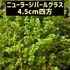 【無農薬】ニューラージパールグラス4.5cm四方