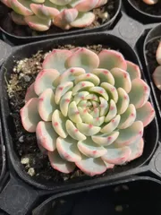 マジョリカ♥　ブルーミニマ錦 ブルーミニマ錦 034 – Bull Succulent