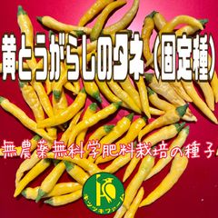 黄とうがらし（唐辛子・固定種）のタネ　30粒　無農薬無化学肥料栽培の種子