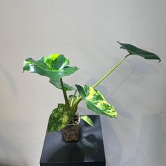 フィロデンドロン　バールマルクス　アルボ