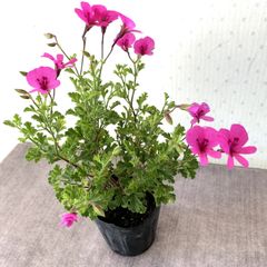 ハーブゼラニウム　シナモン　3.5号　自家栽培　希少品種　観葉植物　蚊連草