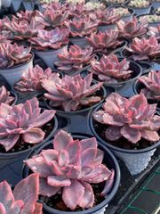 抜き苗 ピンクハリー錦 MY96×18株 ふっくら 多肉植物 エケベリア サボテン 韓国苗 新入荷