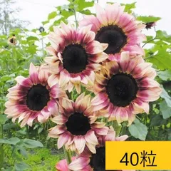【花の種】４０粒　珍しい二色咲きのひまわり　プロカットプラム　クリーム色に赤　ヒマワリのサムネイル