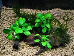 373．流木付き水草 アヌビアスナナプチ 南米ウィローモス