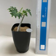 多肉植物　コーデックス　シッサスメキシカーナ　抜き苗　根付き