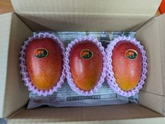 沖縄特産 マンゴー 3kg (7〜11玉) - メルカリ